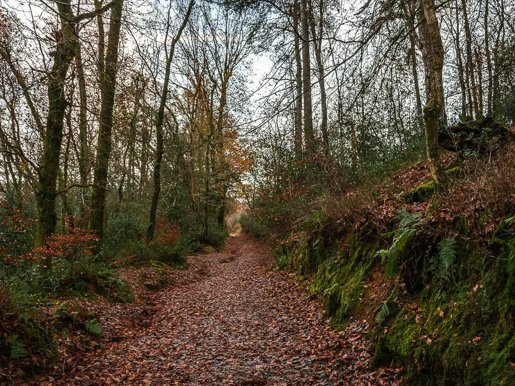 A trail covered in fallen brown and red leaves, lined with trees and a moss covered bank on the right. 