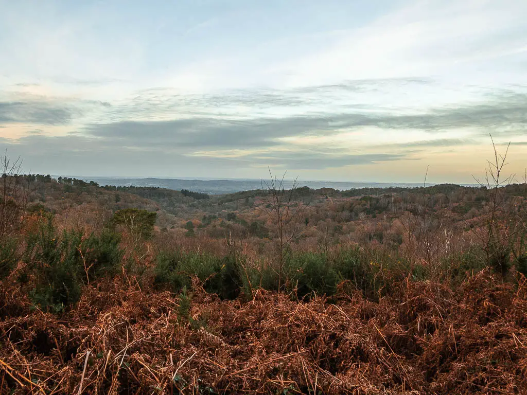 Looking across the tree tops as far as the eye can see.