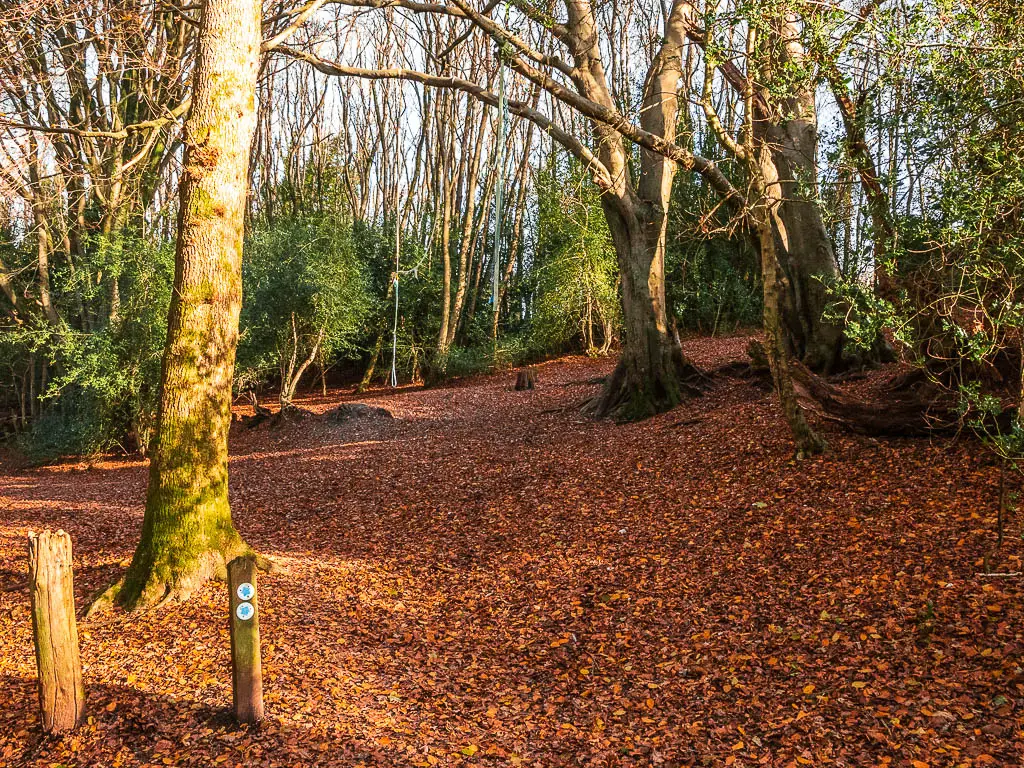 An opening in the woods, where the ground is covered in brown fallen leaves. There is a trail signpost.