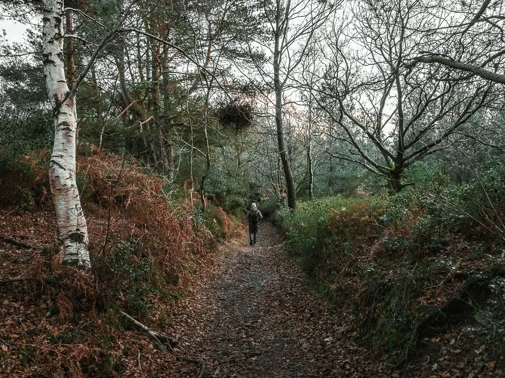 A man walking on a dirt trail through the Surrey woods on the Hindhead Devil's punch bowl walk.