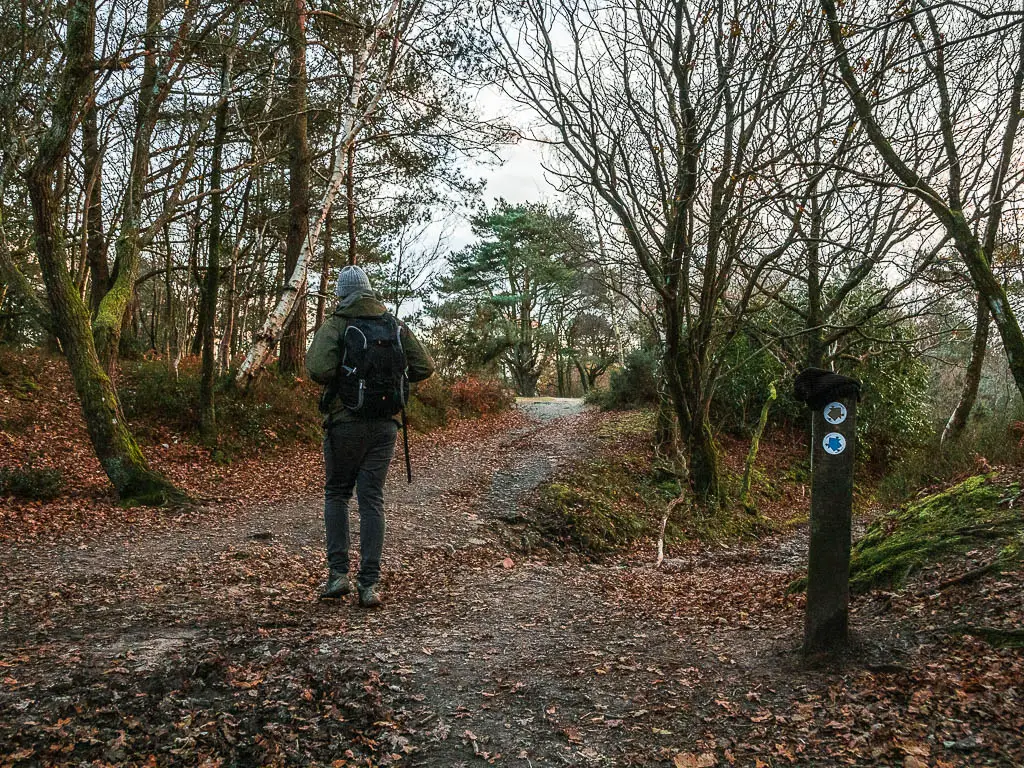 A wooden trail signpost with a blue and red arrow pointing towards two trails in the woods. There is a man walking towards the left trail.