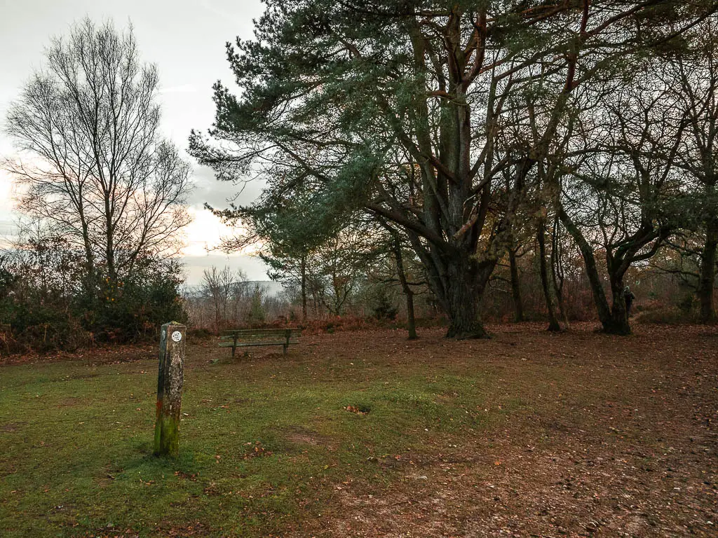 A grass ground in an opening in the woods, with a wooden bench and a wooden trail signpost.