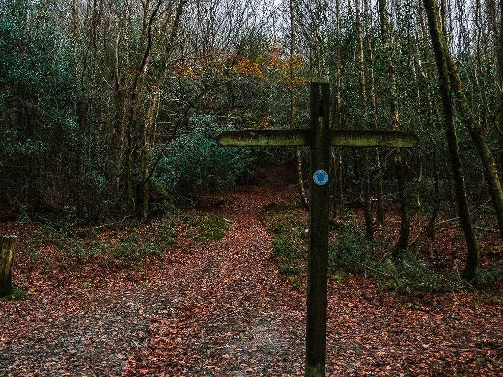 A cross trail signpost in the Surrey woodland.