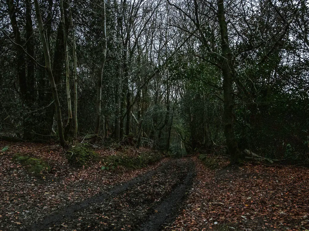 A dirt mud track leading through the dark, dense woodland on the walk in Surrey back to Haslemere from Devil's punch bowl.