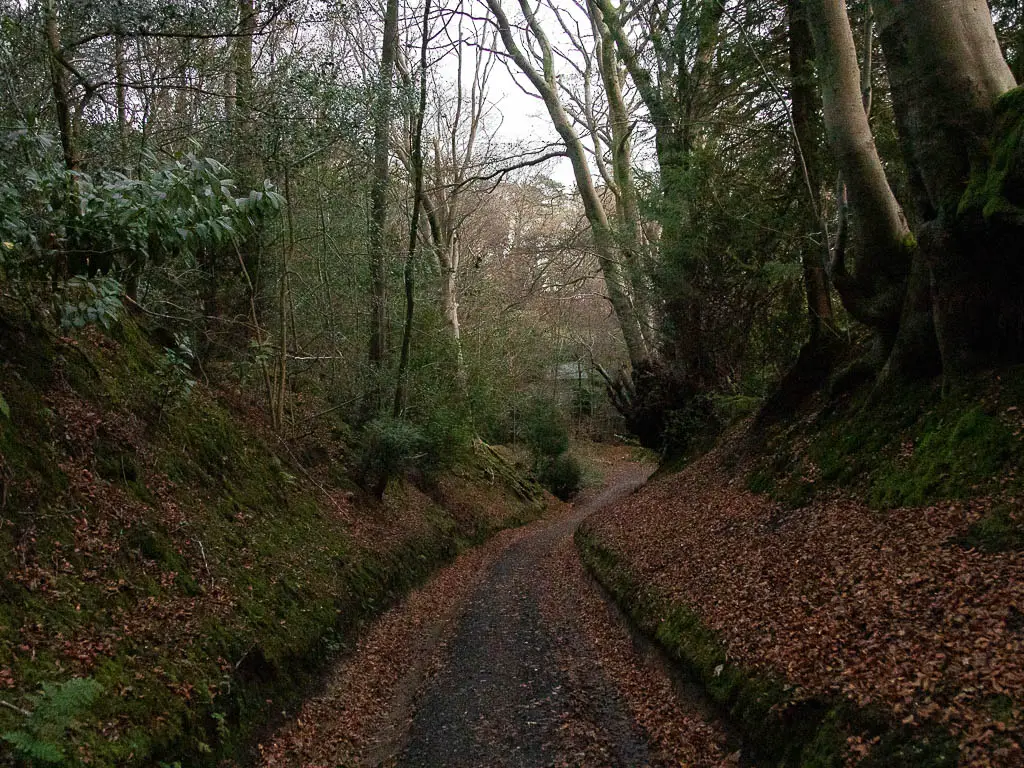 A road carved into the ground between the trees on the walk back to Haslemere from Devil's punch bowl in Surrey.