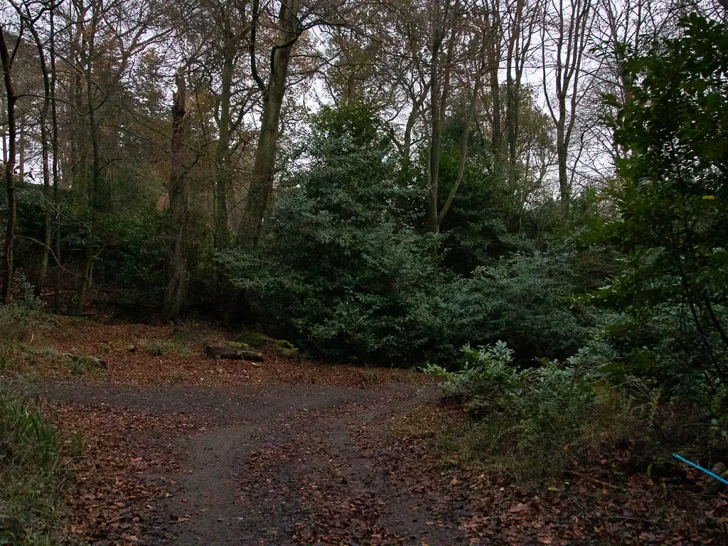 A dirt road leading around to the right in between the bushes and trees.