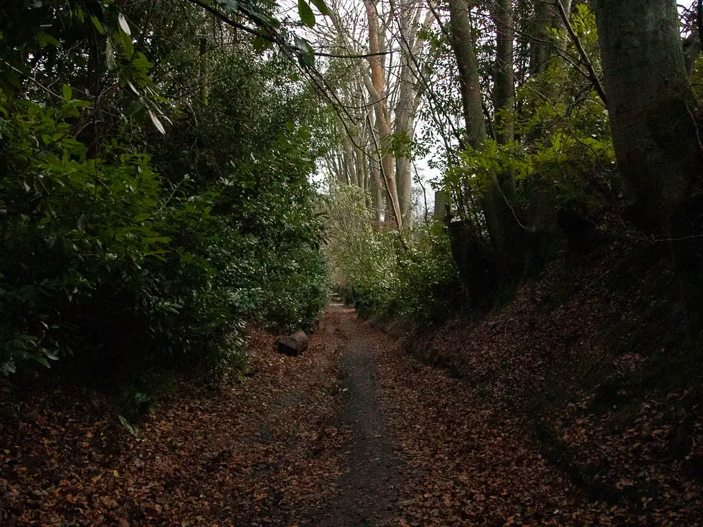 A dirt road going straight , with a mud bank to the right, and big bush to the left.