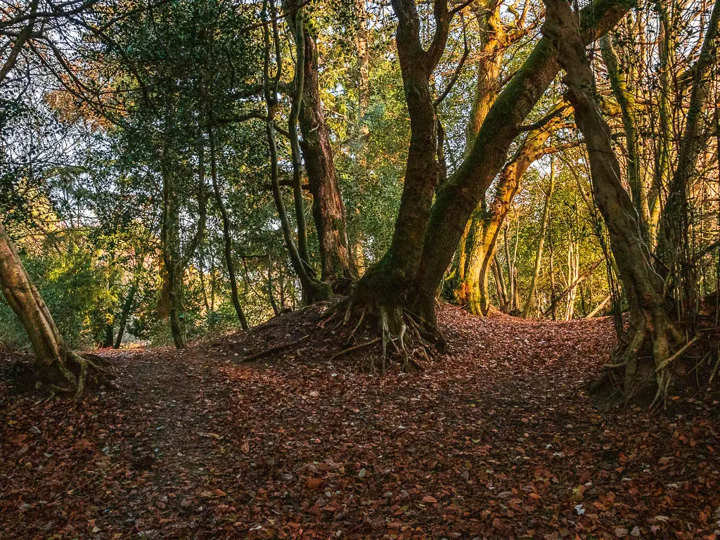 Three leaning trees on the fork junction in the woods.