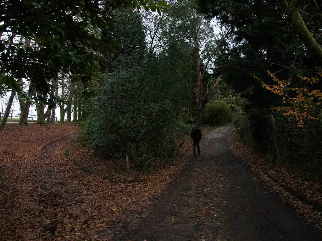 A man walking uphill on the road, with a trail to the left on the other side of the bush.