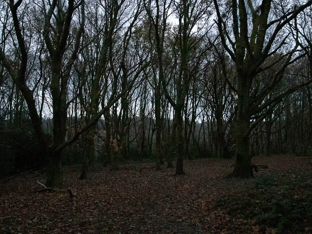 Looking into the dark woodland with the ground covered in leaves.