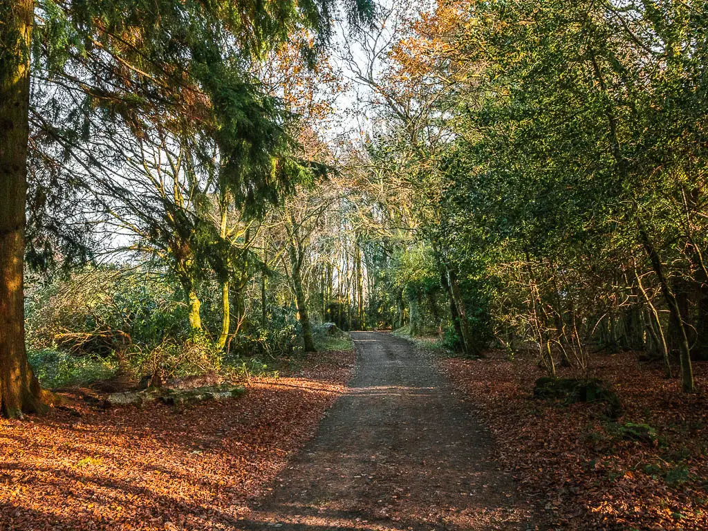 A road lined with trees. The ground next to the road is covered in leaves.