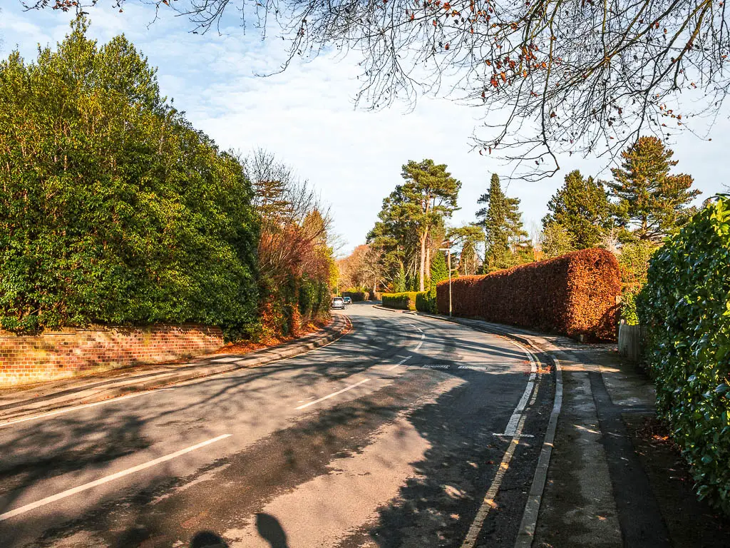 A road as it curves to the left. It is lined with green and orange hedges.