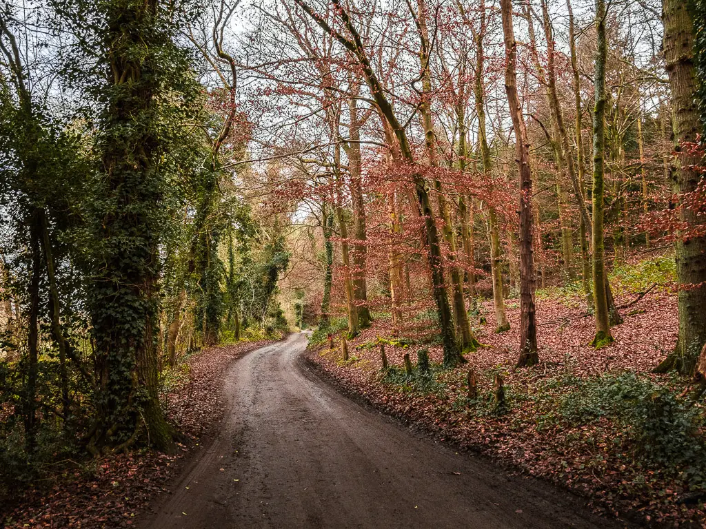 The road leading through the woodland of Chantry wood on the walk from Guildford to Westhumble.