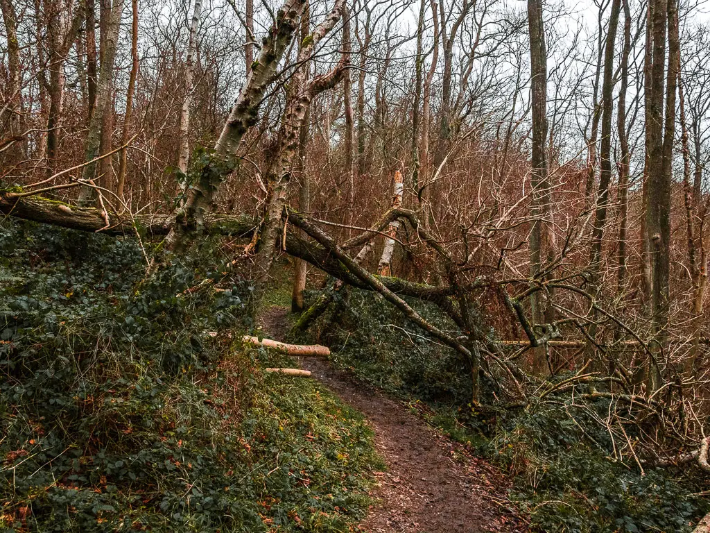 A fallen tree across a dirt trail in the woodland.