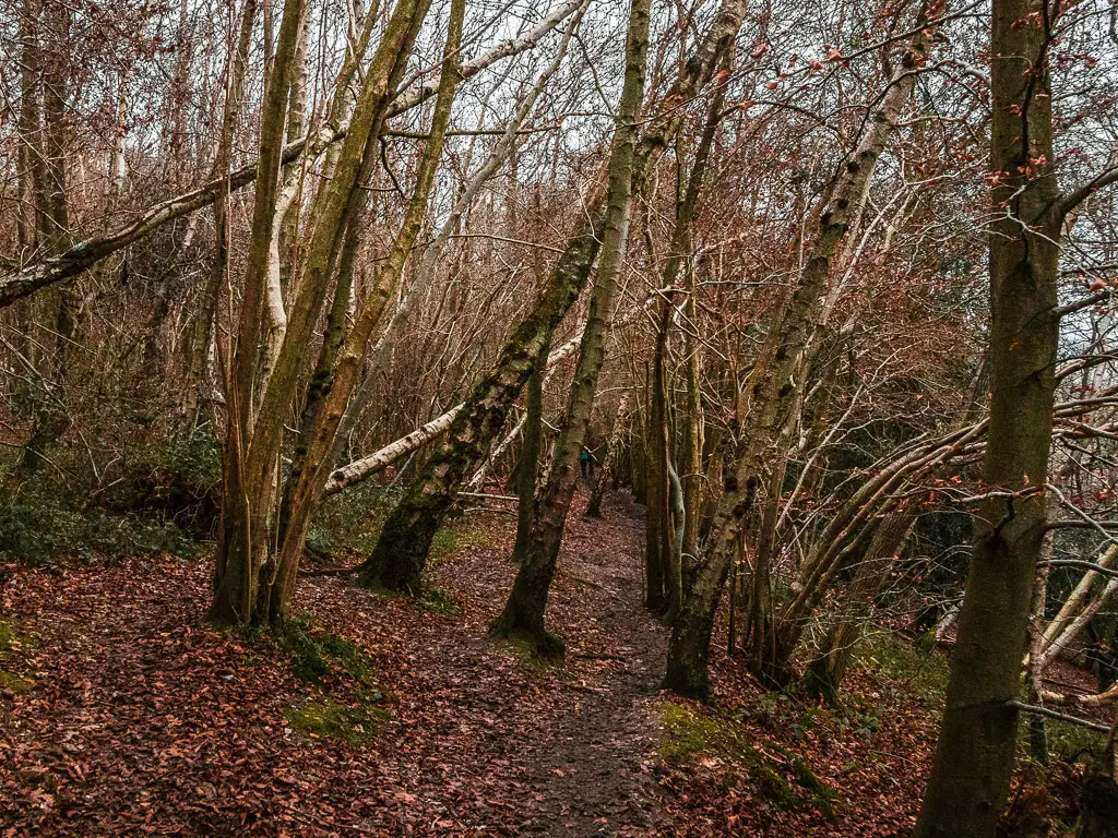 A narrow dirt trail through the thin trunked leafless trees in the Surrey Hills. the ground is covered in leaves.
