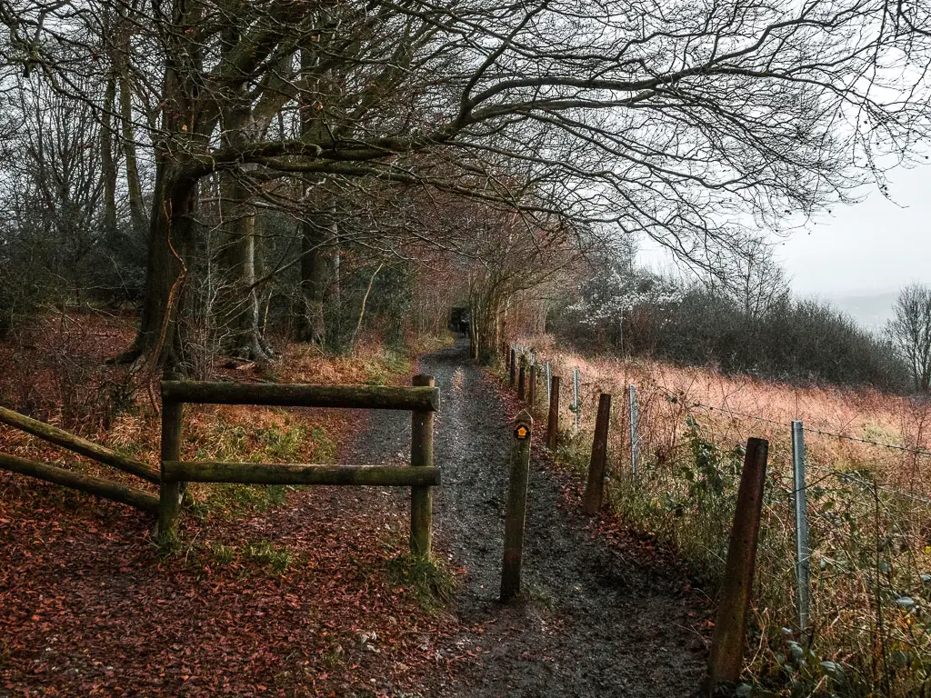 A dirt trail with trees on the left and a field to the right with tall grass. there is a wooden signpost on the trail with a black disc with yellow arrow. 