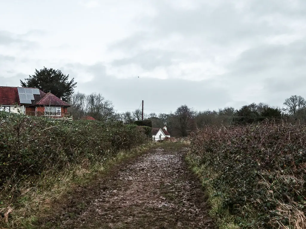 a muddy trail lined with bushes and hedges on the Guildford to Westhumble walk. there is a red bricked house on the left behind the hedge, and a white coloured houses at the end of the trail.