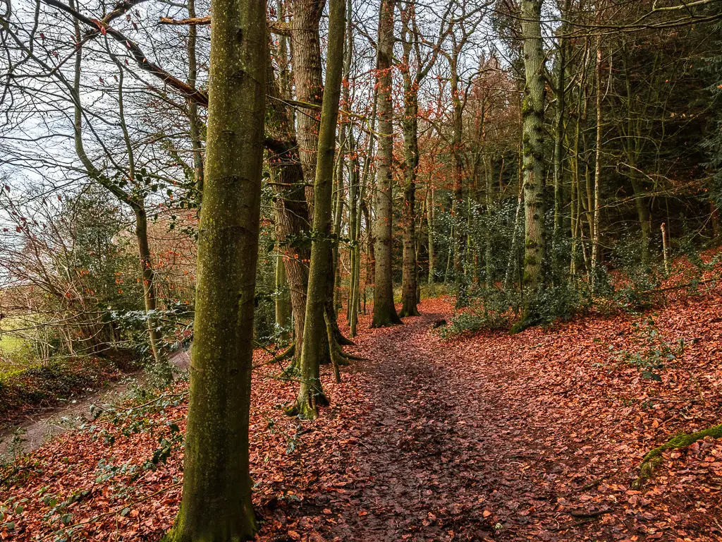 A dirt trail through the trees of Chantry Wood. The ground is covered in fallen orange and brown leaves. 