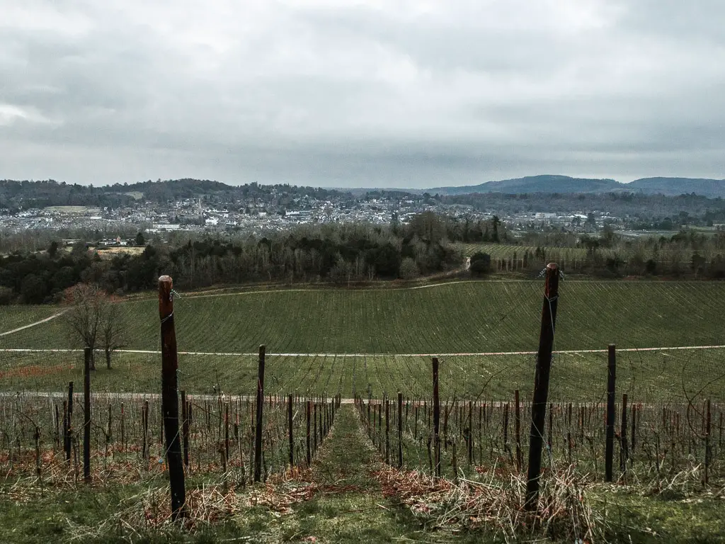 Looking down hill along the grapevine rows of Denbies vineyard. 