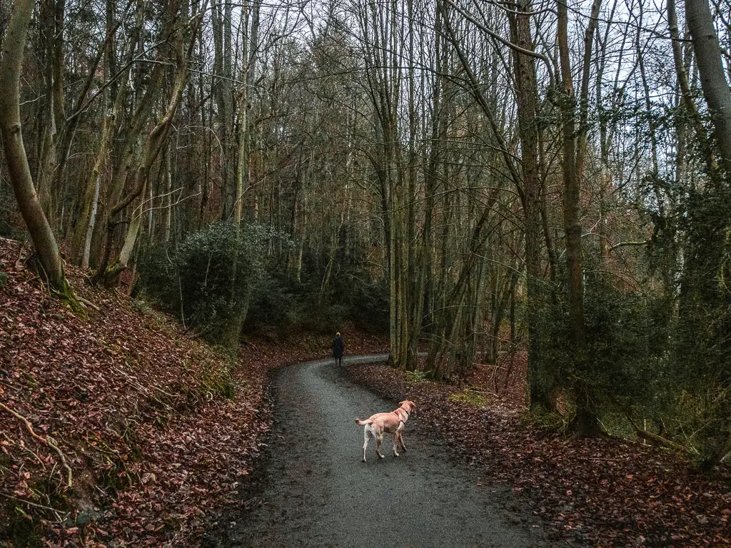 A trail winding downhill amounts the trees on the walk into Westhumble. There is a dog on the trail and a woman further ahead. 
