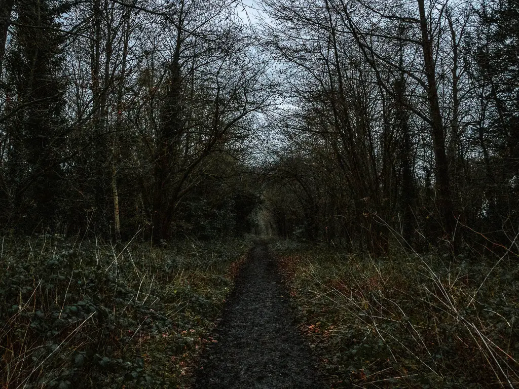 A muddy dirt trail through the woods as its getting dark. the trail is lined with overgrown grass. 