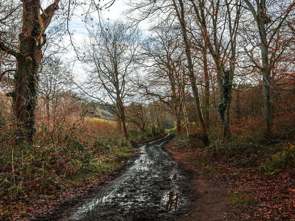 A muddy trail leading through the inside perimeter of Chantry wood on the walk along the North Downs Way.