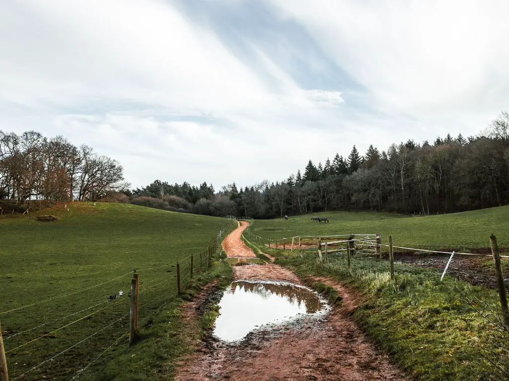 A curvy trail running through the field towards woodland on the other side along the north Downs Way walk route.  There is a puddle on the trail, and the trail is lined with a wire fence.