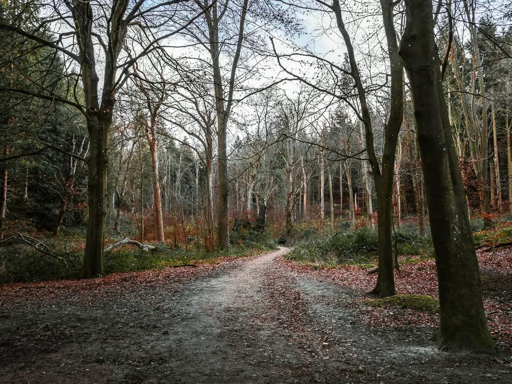 A large open within the woodland trees along the walk from Guildford to Westhumble.