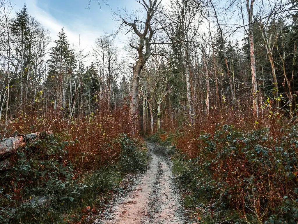 A trail through the bushes and trees on the walk from Guildford to Westhumble along the North Downs Way.