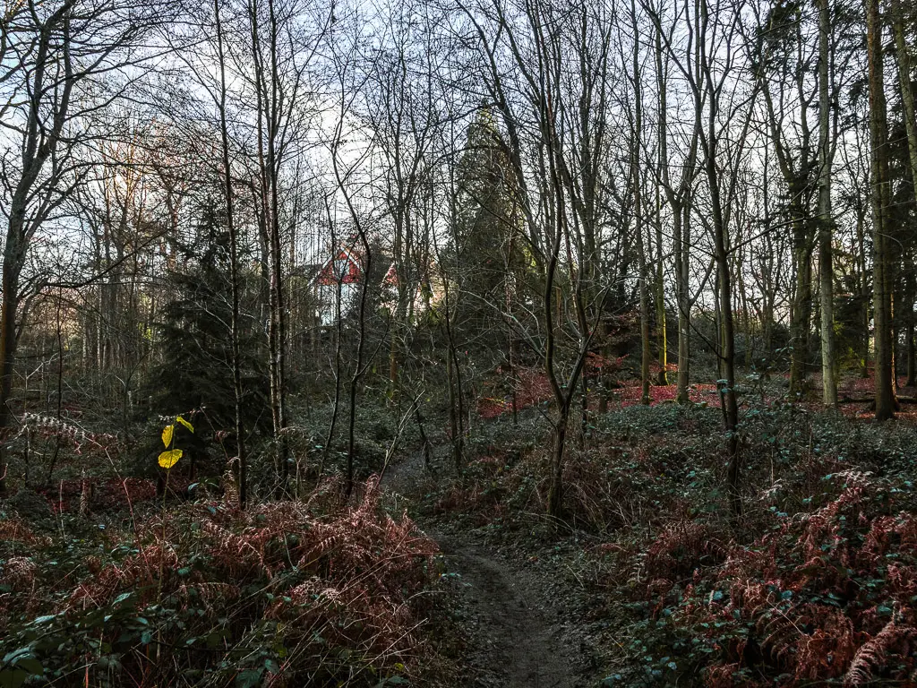 A very narrow dirt trail through the heather and thin trunk trees. There is a white coloured house with a red rood just visible through the trees.