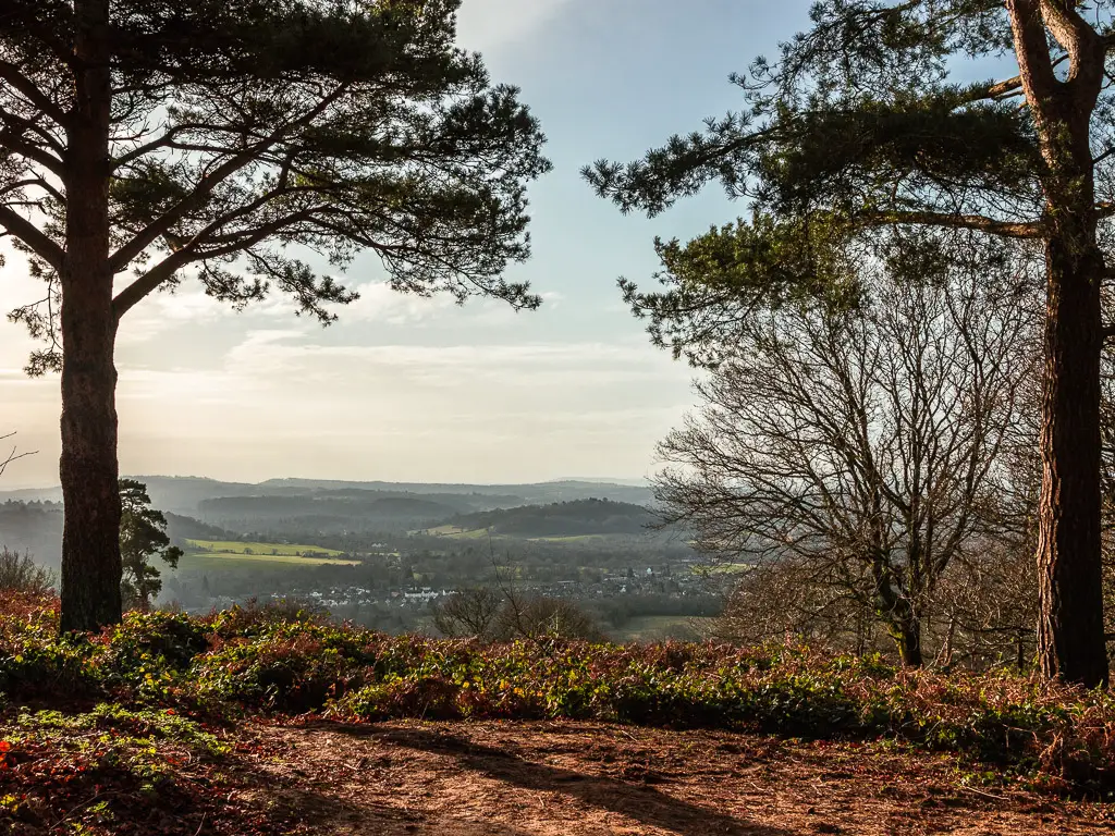 Looking through the trees to the view of the green hills in the distance. 