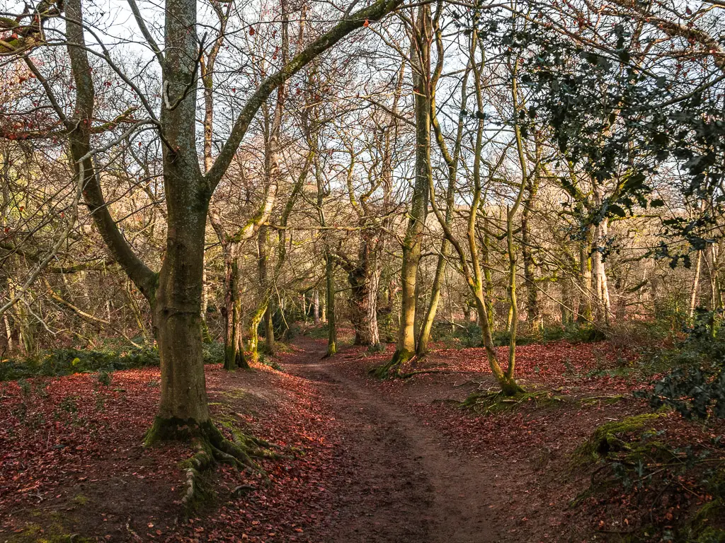 A dirt trial running through the leafless woodland trees. the ground is covered in red and brown fallen leaves. 