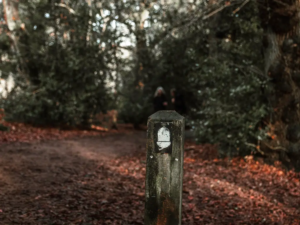 A wooden stump trail signpost with a white acorn marking the walk route for the North Downs Way.