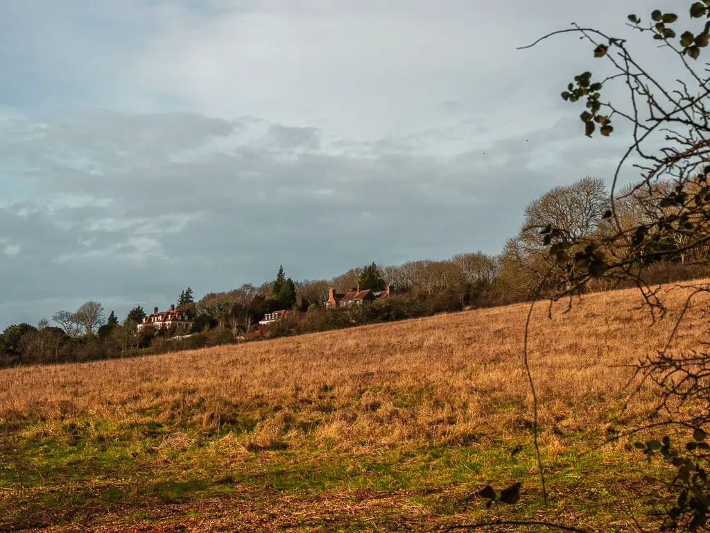 Looking across the yellow grass hill field to some houses on the other side on the walk Guildford to Westhumble along the North Downs Way stage 2. The houses are partly obscured by bushes. 