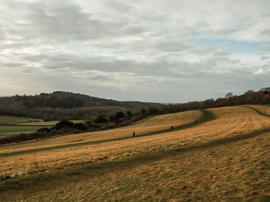 Looking across the hillside of Newlands Corner of the walk from Guidlford to Westhumble, stage 2 of the North Downs Way. There are a few people walking along the grass trail on the hill. There is woodland in the distance. 