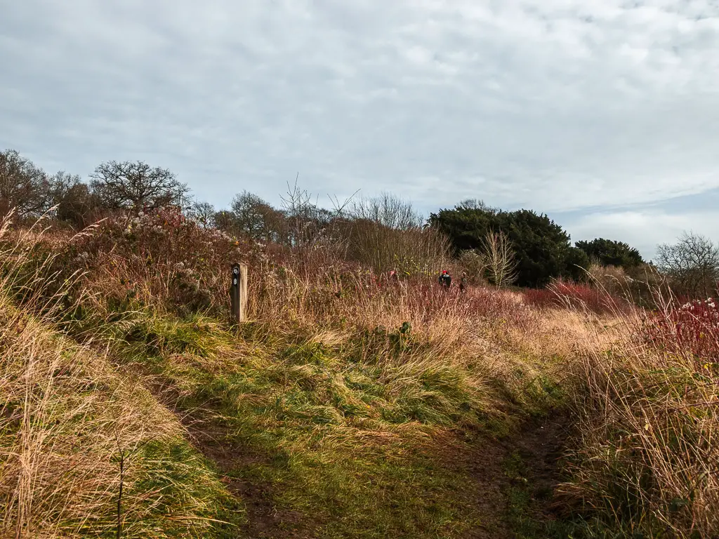 A trail spilt through the long overgrown grass. The is a wooden stump signpost at the junction.