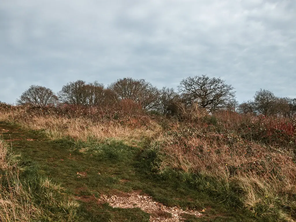 A grass trail with overgrown grass on the other side.