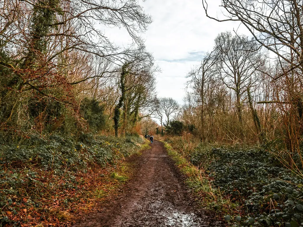 A muddy dirt trail lined with grass bushes and straggly trees on the walk from Guildford to Westhumble.