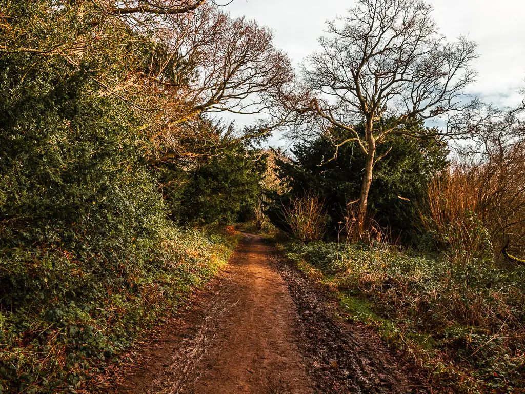 A muddy dirt trail surrounded by bushes and trees on the walk from Guidlford to Westhumble along stage 2 of the North Downs Way.