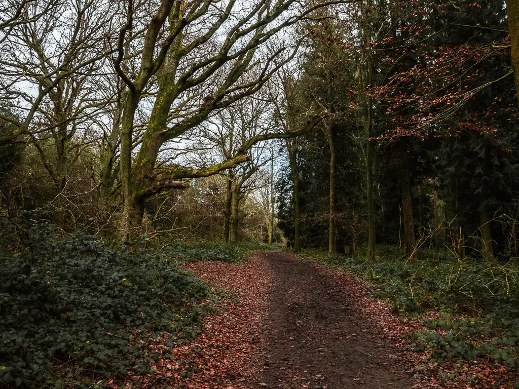 A dirt trail leading through the woodland.