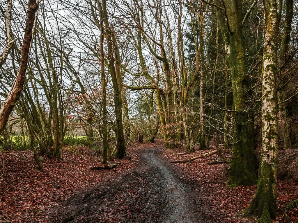 A dirt trail snaking through the straggly woodland on the North Downs Way stage 2 walk.