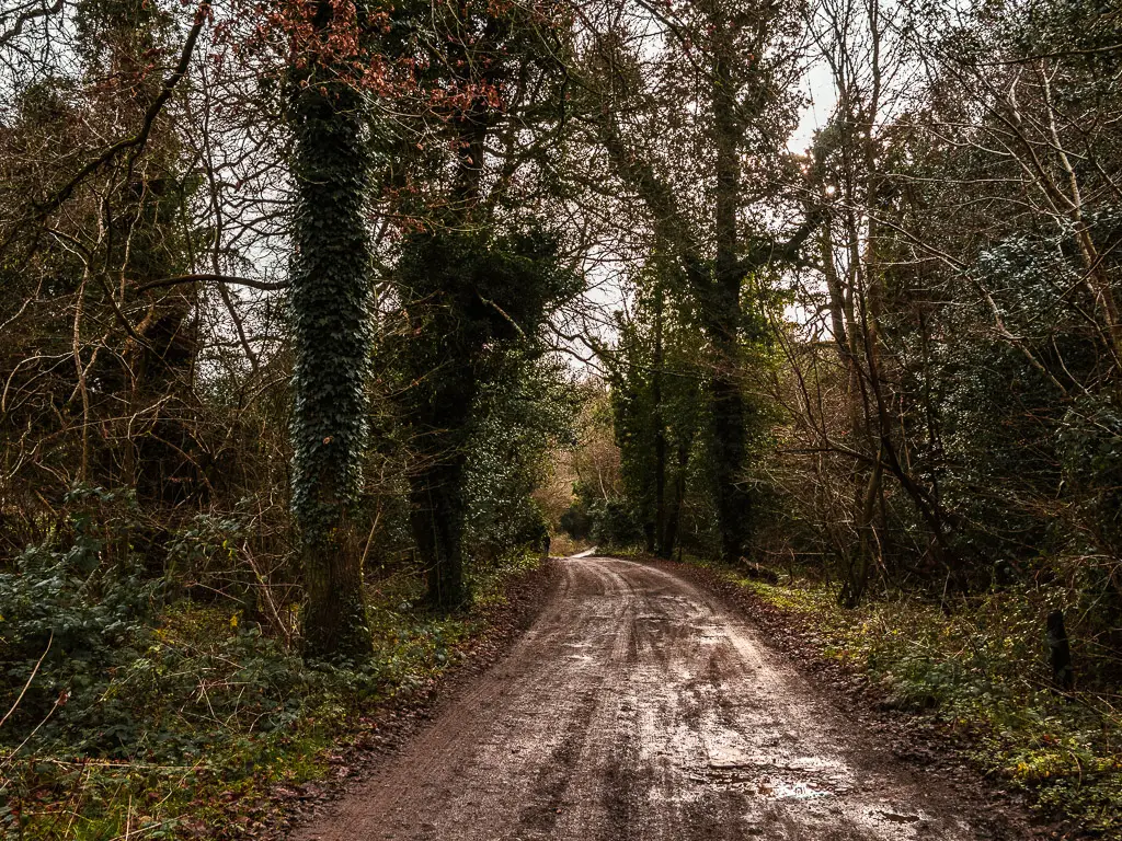 A muddy road leading through the woodland. 