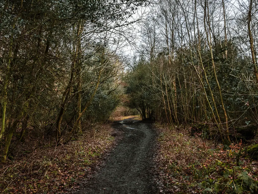 A dark dirt trail through the woodland.
