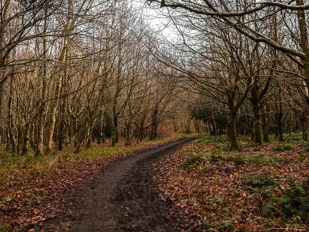 A muddy trail curving through the straggly leafless trees on the Guildford to Westhumble walk.