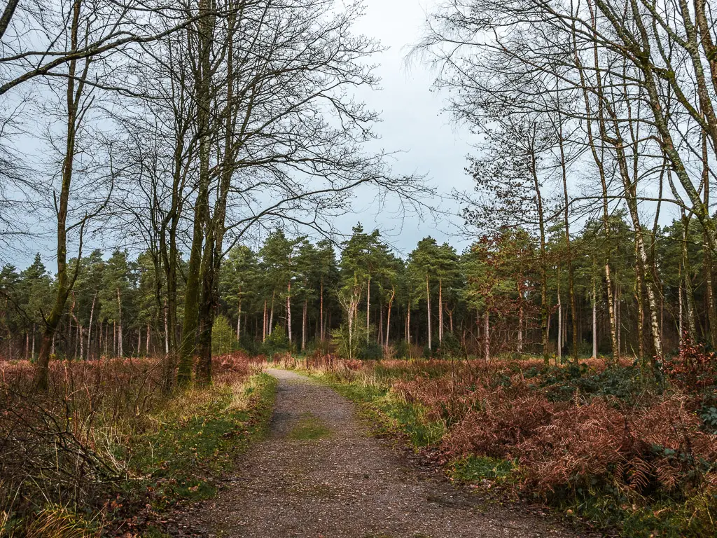 A path leading towards a bunch of uniform green trees on the North Downs way walk stage 2.