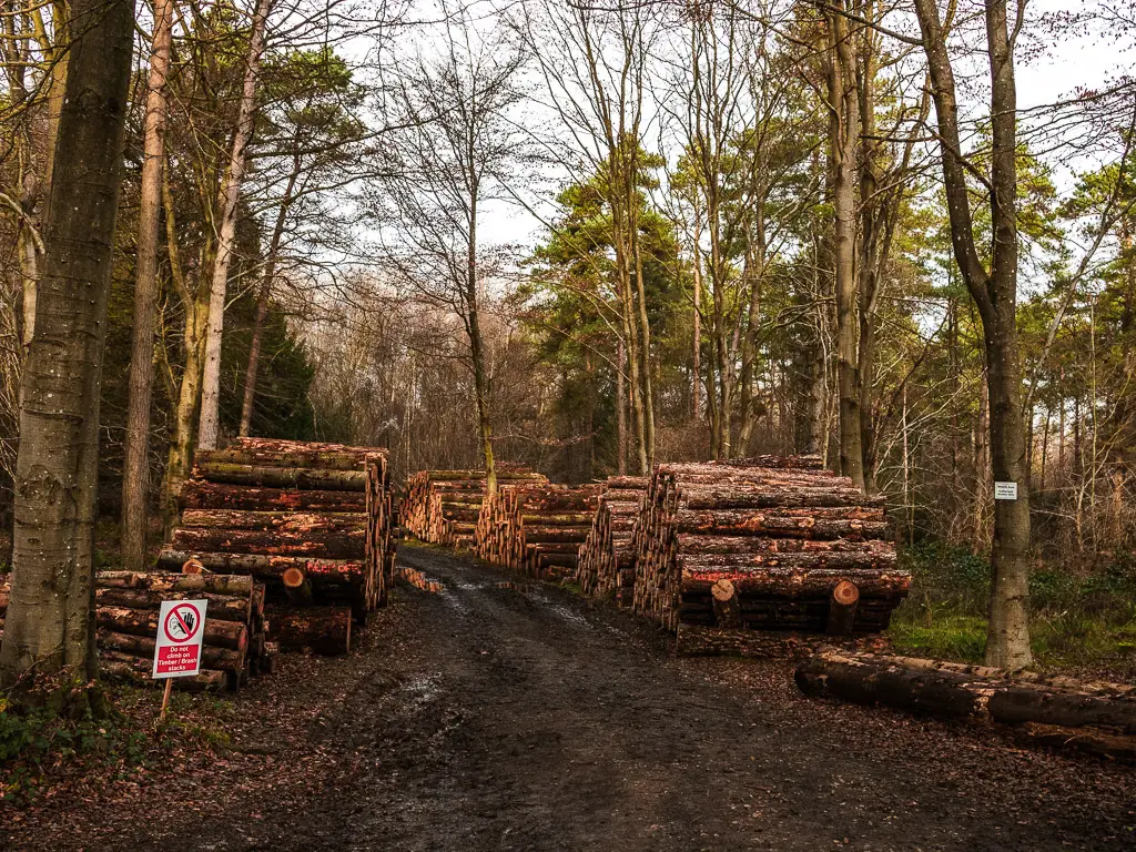 A wide dirt trail lined with stacks of logs on one of the woodland walks in the Surrey Hills.