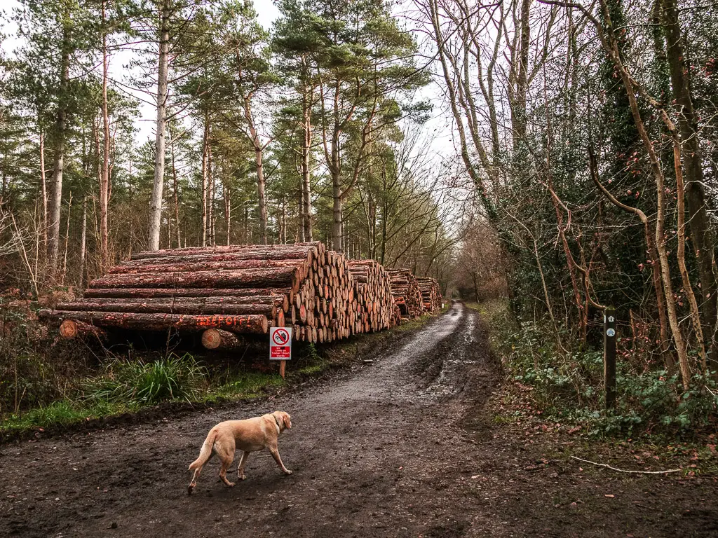 Piles of logs next to the dirt trail in the woodland, along the walk route for stage 2 of the North Downs way. There is a dog walking on the trail.