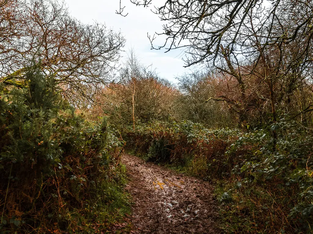 A very muddy trail lined with bushes on the walk from Guildford to Westhumble.