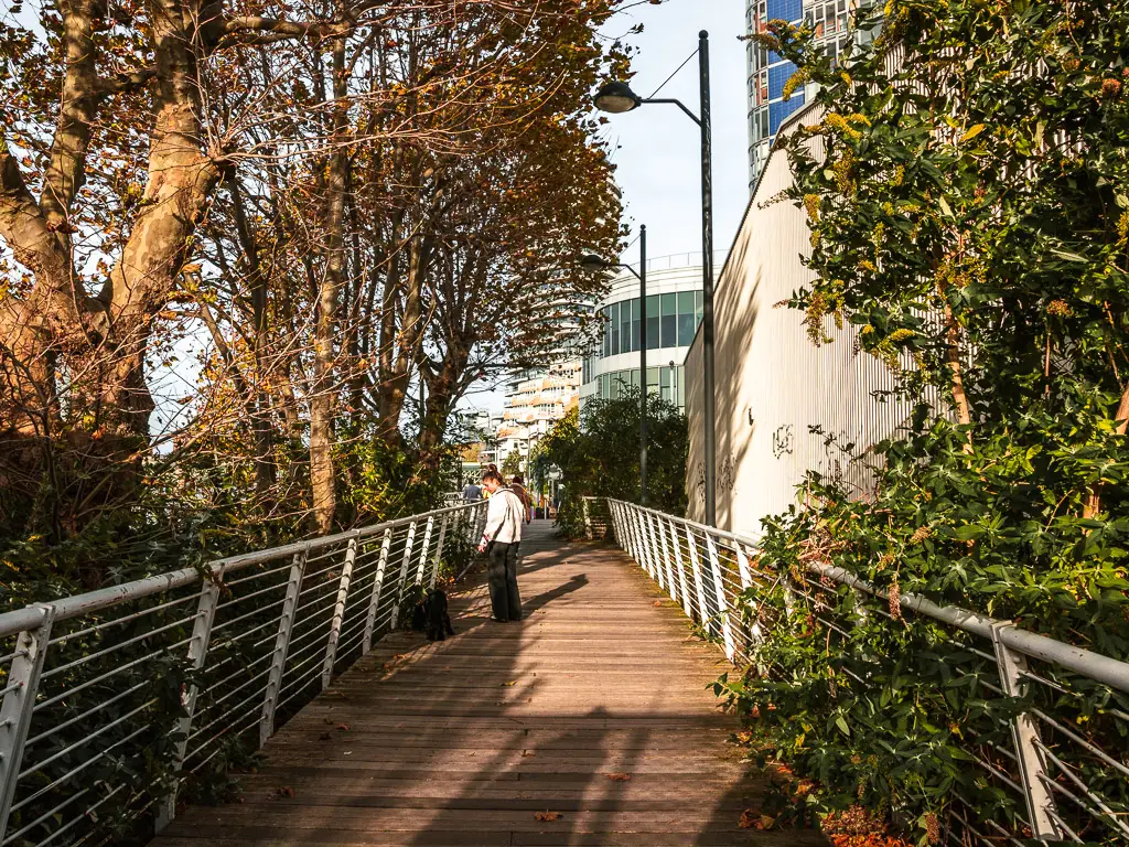 A wooden floored bridge with metal railings. There is a man walking his dog on the bridge. There are trees to the left and bushes to the right on the other side of the railings.