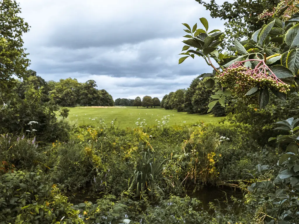 Looking through the green bushes to the field on the other side of the Old Deer Park in Richmond. 